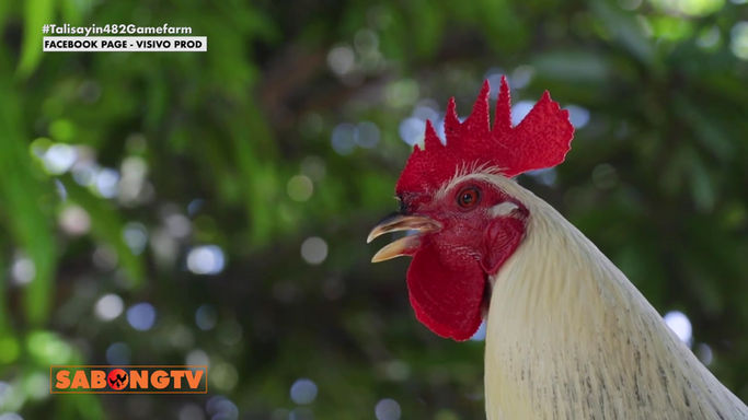 Mga Katangian ng mga Greys ng 482 Gamefarm Iisa-isahin nina Doc Jun Cueto at Bert Seelin sa Usapang Bloodlines June 7, 2025